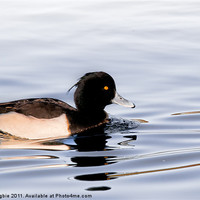 Buy canvas prints of Tufted Duck Male by Eric Begbie