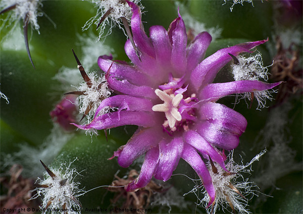 Macro Cactus Flower Picture Board by Dave Wilkinson North Devon Ph