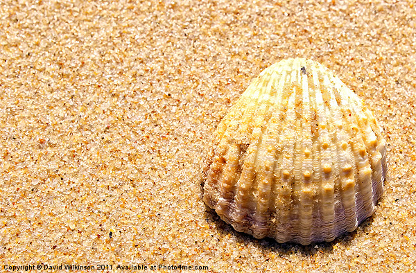 Seashell Picture Board by Dave Wilkinson North Devon Ph