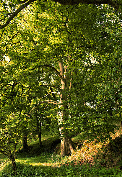Beech Tree Picture Board by Dave Wilkinson North Devon Ph
