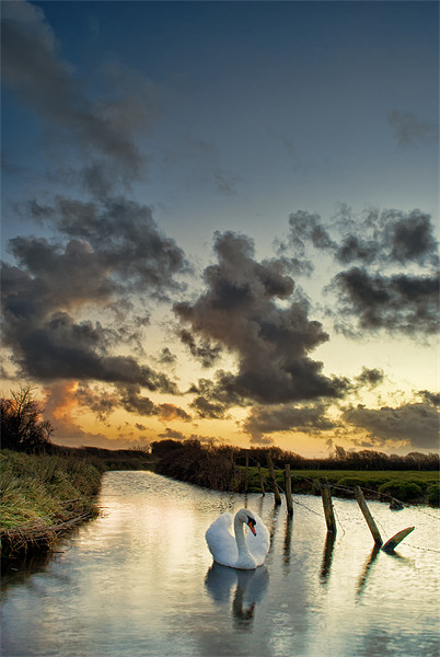 Early morning Swan Picture Board by Dave Wilkinson North Devon Ph