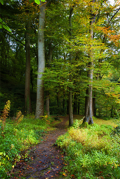 Woodland Path Picture Board by Dave Wilkinson North Devon Ph