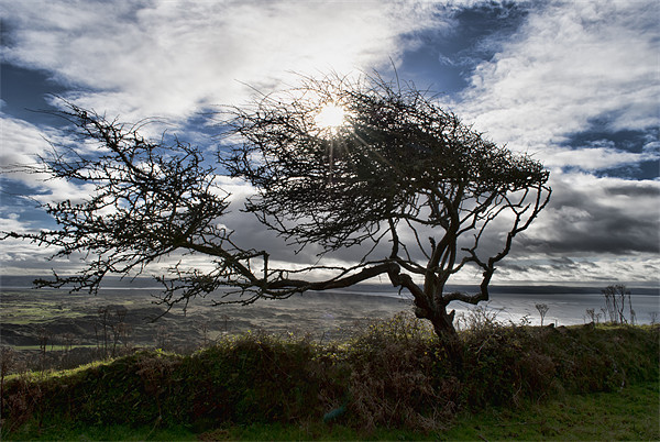 Windswept Hawthorn Picture Board by Dave Wilkinson North Devon Ph