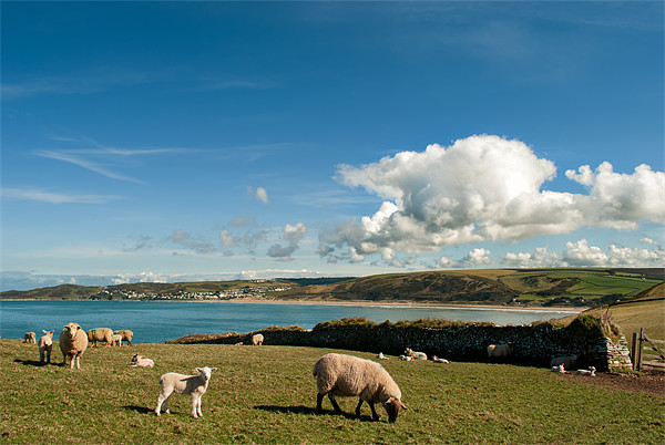 Spring Lambs Picture Board by Dave Wilkinson North Devon Ph