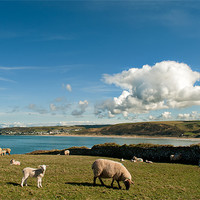Buy canvas prints of Spring Lambs by Dave Wilkinson North Devon Ph