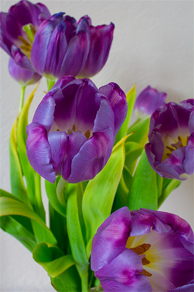 Tulips Picture Board by Dave Wilkinson North Devon Ph