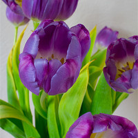 Buy canvas prints of Tulips by Dave Wilkinson North Devon Ph