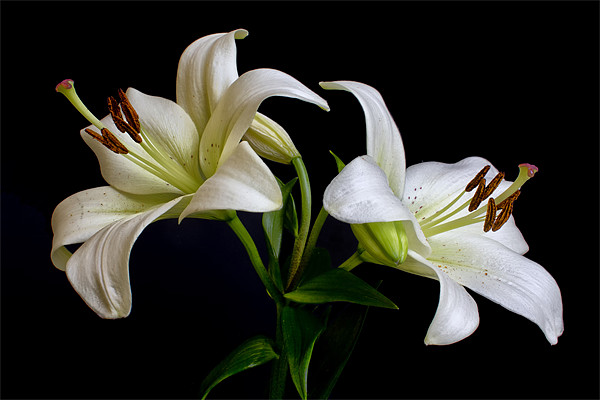 White Lilies Picture Board by Dave Wilkinson North Devon Ph