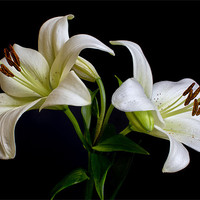 Buy canvas prints of White Lilies by Dave Wilkinson North Devon Ph
