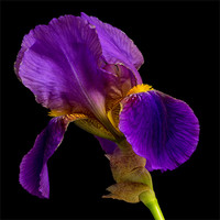 Buy canvas prints of Purple Iris by Dave Wilkinson North Devon Ph