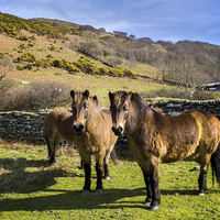 Buy canvas prints of Exmoor Ponies by Dave Wilkinson North Devon Ph