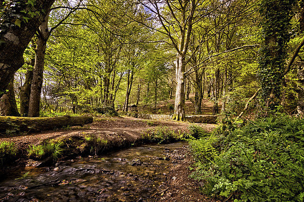 Spring woodland Picture Board by Dave Wilkinson North Devon Ph