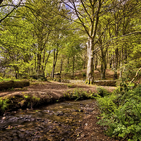 Buy canvas prints of Spring woodland by Dave Wilkinson North Devon Ph