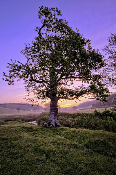 Oak Tree sunrise Picture Board by Dave Wilkinson North Devon Ph