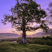 Buy canvas prints of Oak Tree sunrise by Dave Wilkinson North Devon Ph