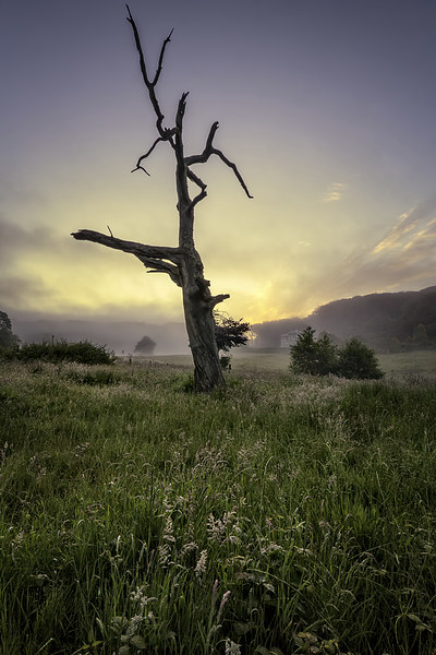 Misty summer sunrise Picture Board by Dave Wilkinson North Devon Ph