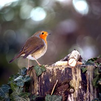 Buy canvas prints of Cock Robin by Rick Parrott
