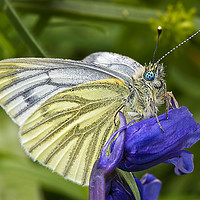 Buy canvas prints of Green Veined White Butterfly (pieris napi) by Rick Parrott