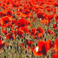Buy canvas prints of Nothing But Poppies by Rick Parrott
