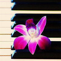 Buy canvas prints of Orchid and the Keys by kurt bolton