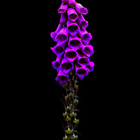 Buy canvas prints of Foxglove by Colin Chipp
