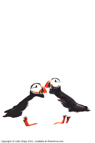 Stylised puffins Picture Board by Colin Chipp