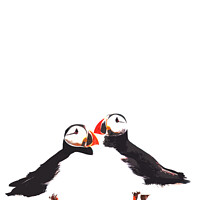 Buy canvas prints of Stylised puffins by Colin Chipp