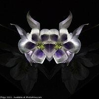 Buy canvas prints of Alien flowers by Colin Chipp