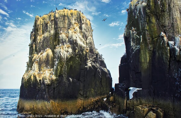 Pinnacles at Staple Island Picture Board by Colin Chipp