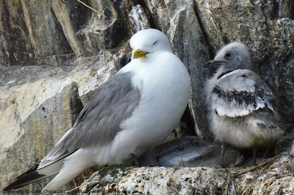 Kittiwake and chicks Picture Board by Colin Chipp