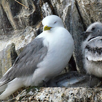 Buy canvas prints of Kittiwake and chicks by Colin Chipp