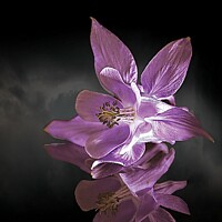 Buy canvas prints of Columbine reflection by Colin Chipp