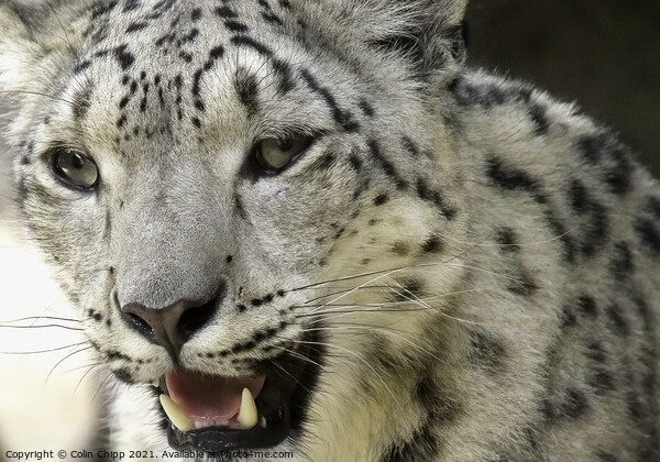 Snow leopard Picture Board by Colin Chipp