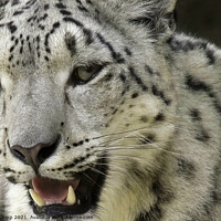 Buy canvas prints of Snow leopard by Colin Chipp