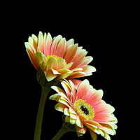 Buy canvas prints of Gerbera pair by Colin Chipp