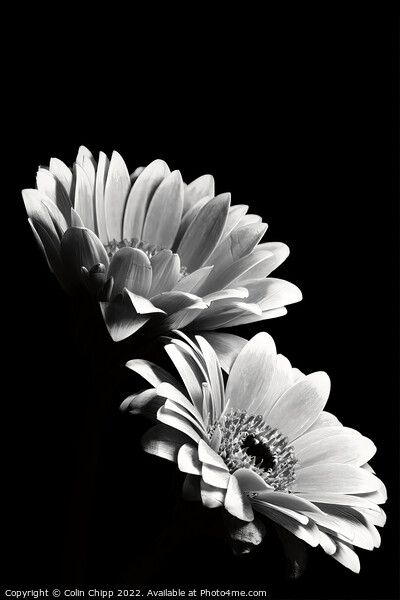 Black and white gerberas Picture Board by Colin Chipp
