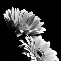 Buy canvas prints of Black and white gerberas by Colin Chipp