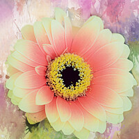 Buy canvas prints of Watercolour gerbera by Colin Chipp