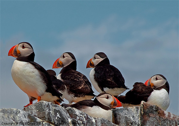 Puffin group Picture Board by Colin Chipp