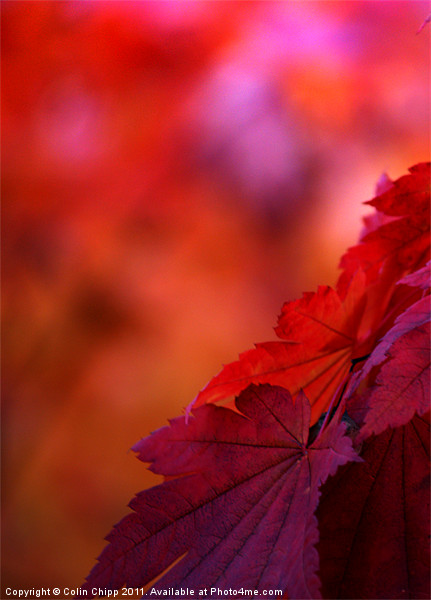 Autumn leaves Picture Board by Colin Chipp