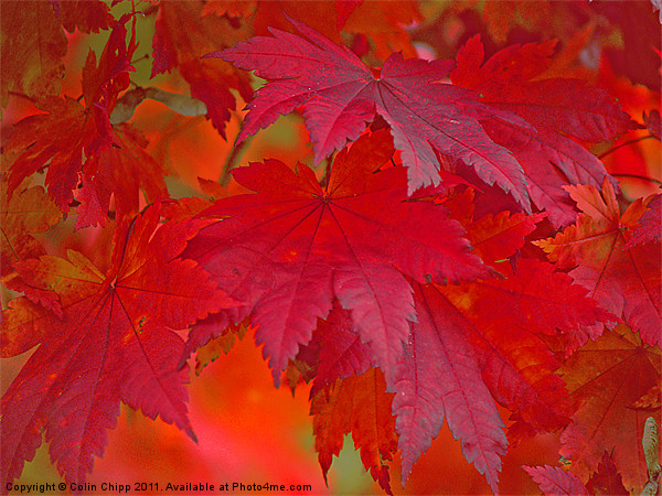 autumn reds Picture Board by Colin Chipp
