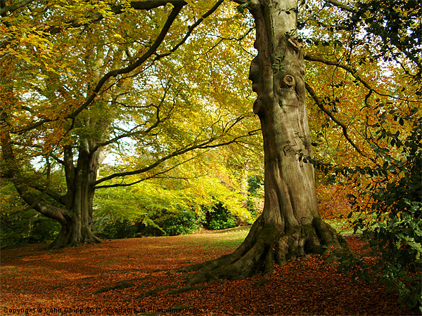 Chatsworth autumn Picture Board by Colin Chipp