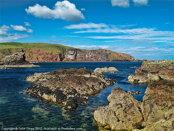 St Abbs Head Picture Board by Colin Chipp