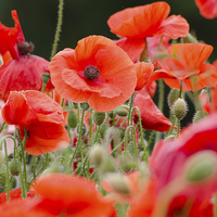 Buy canvas prints of Red poppies by Colin Chipp