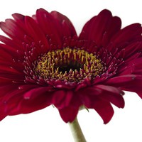 Buy canvas prints of Gerbera 1 by Colin Chipp
