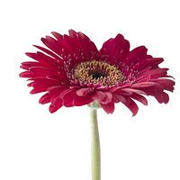 Buy canvas prints of Gerbera 2 by Colin Chipp