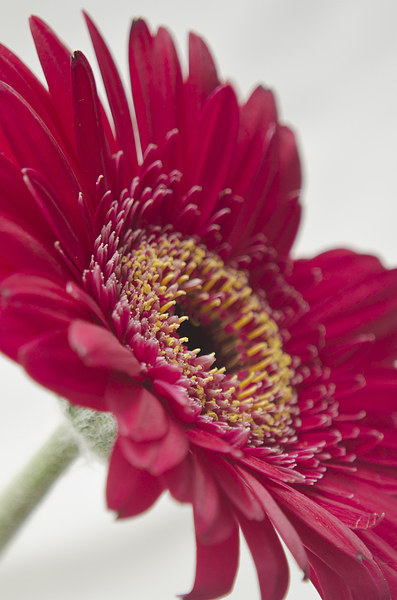 Gerbera 4 Picture Board by Colin Chipp