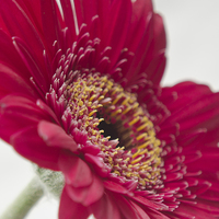 Buy canvas prints of Gerbera 4 by Colin Chipp