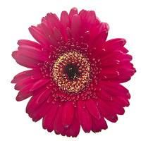 Buy canvas prints of Gerbera 5 by Colin Chipp