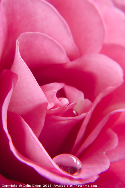 delicate rose Picture Board by Colin Chipp